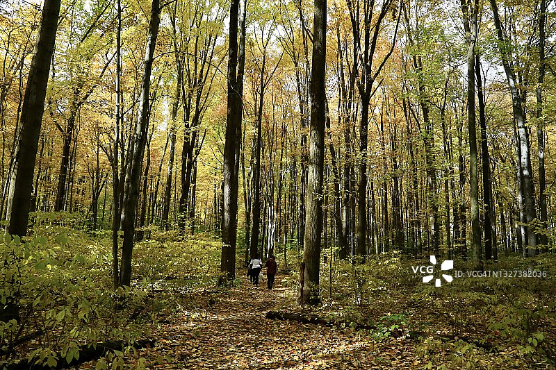 秋天的树木完整画面图片素材