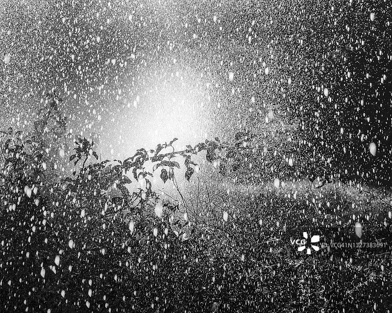 花园洒水器的逆光喷雾图片素材