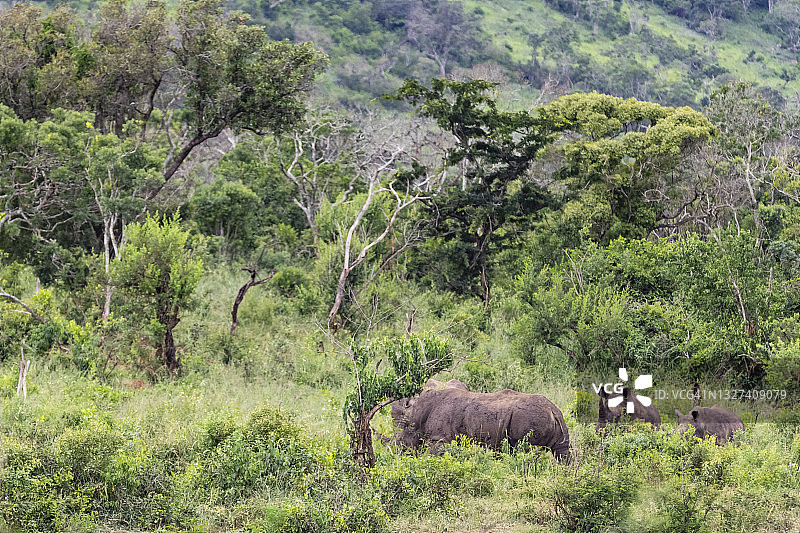 黑犀牛图片素材