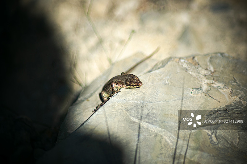 一只棕色的蜥蜴藏在韦科尔国家公园徒步小径的石头后面图片素材