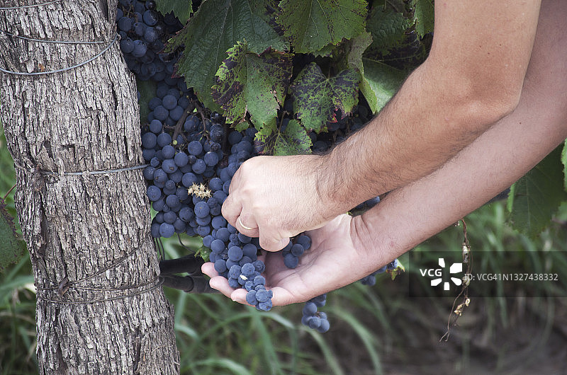 男人在阿根廷门多萨的葡萄园里采摘葡萄的特写镜头图片素材