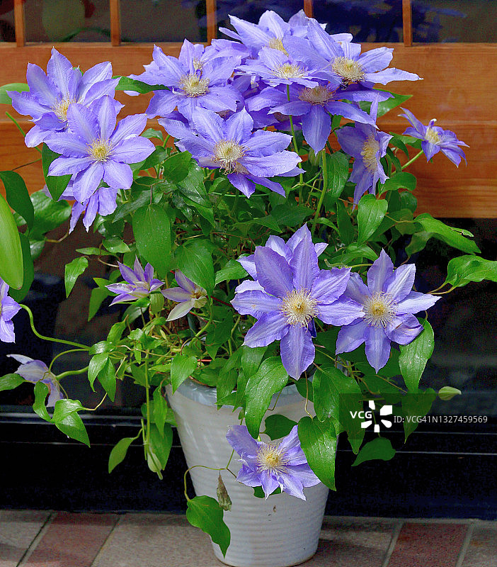 铁线莲花图片素材