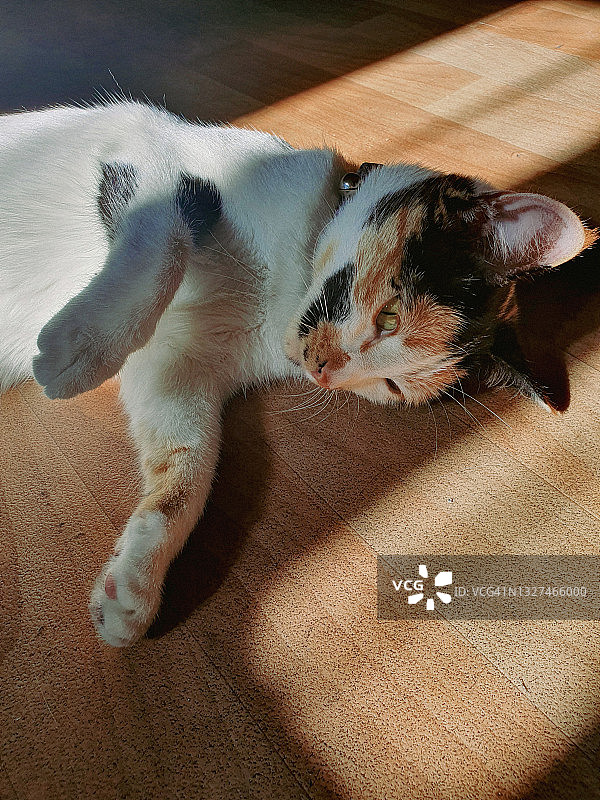 躺在地上的花布猫图片素材