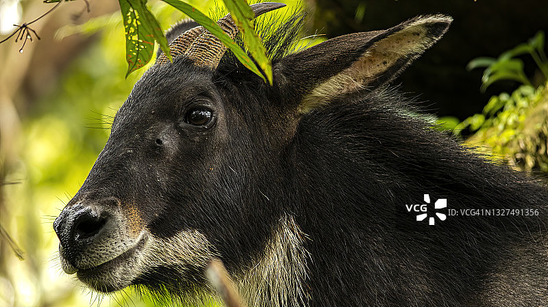 热带森林中的苏门答腊鬣羚图片素材