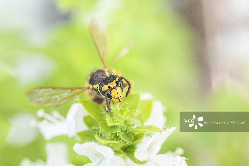 黄蜂图片素材