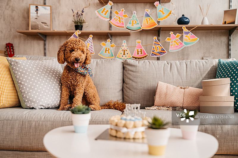 可爱小狗在家庆祝生日图片素材