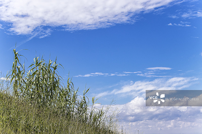 明媚夏日里的野草图片素材