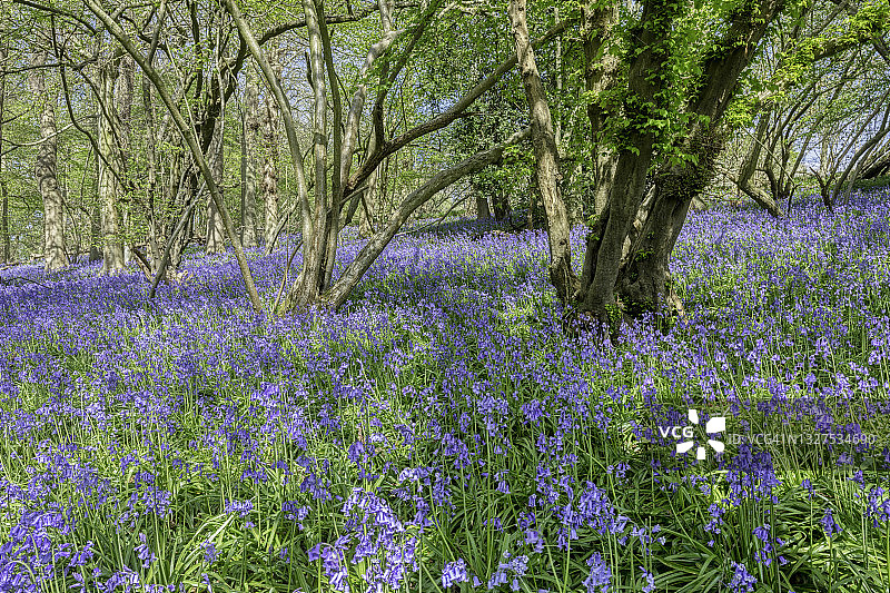 春日风铃草林，奇尔tern山，白金汉郡，英格兰图片素材