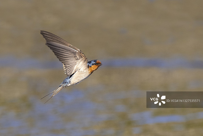 新西兰的家燕图片素材