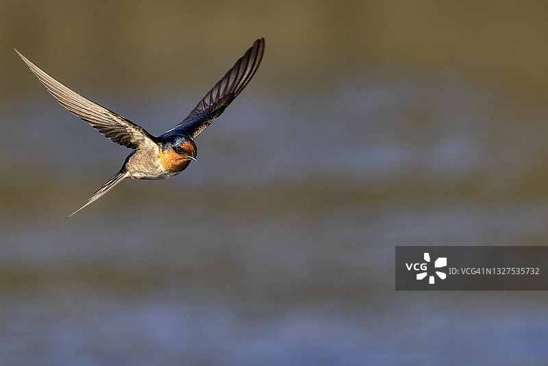 新西兰的家燕图片素材