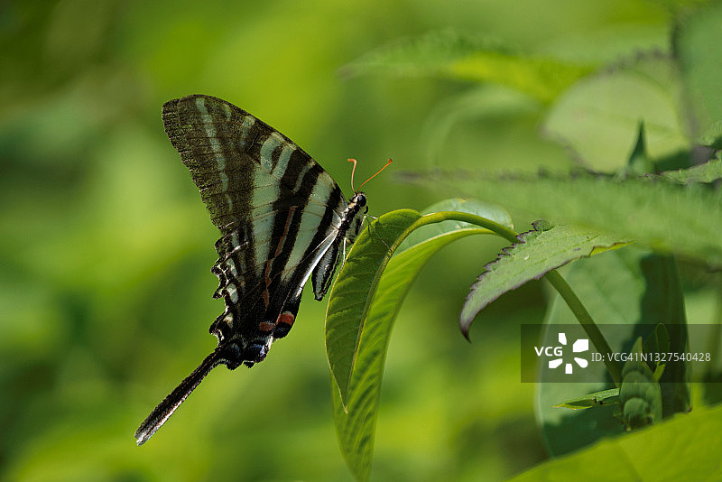 绿凤蝶图片素材