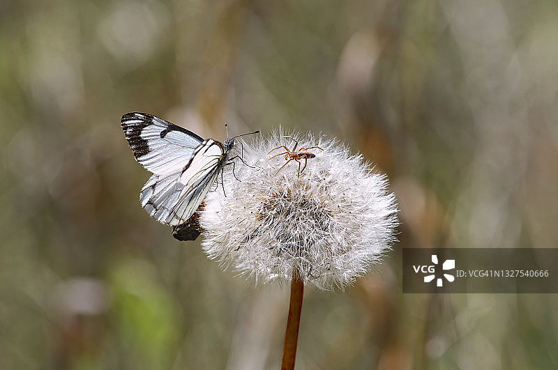 松树白蝶和小型棕色蜘蛛在蒲公英种子头上图片素材