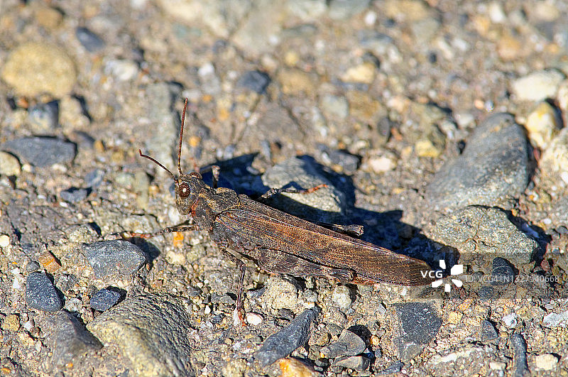 卡罗莱纳草蜢或蝗虫（Dissosteira carolina）在砾石上图片素材