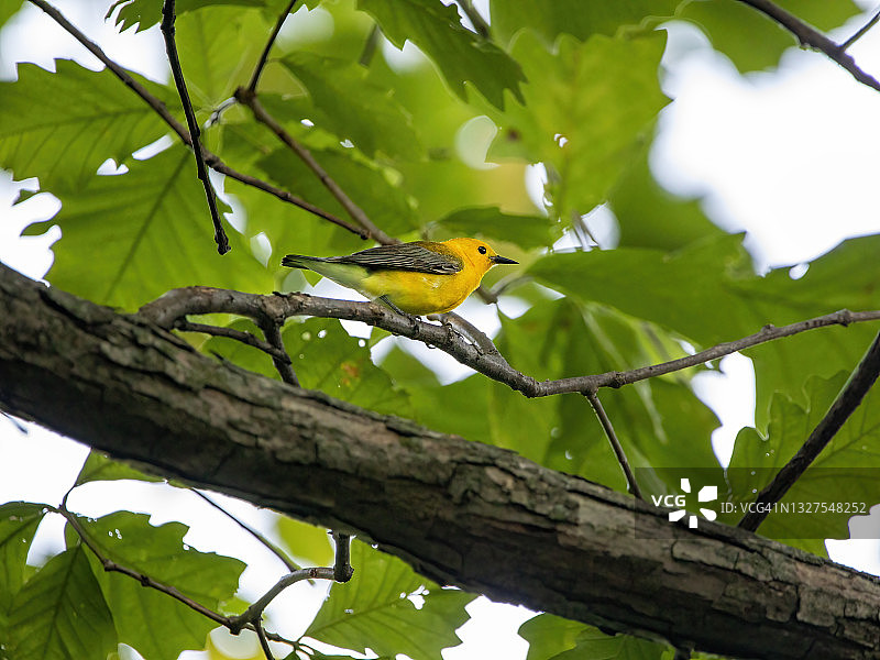 黄色莺图片素材