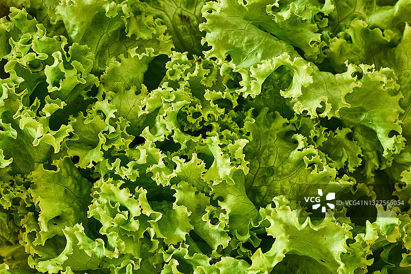 绿色生菜叶子特写图片素材
