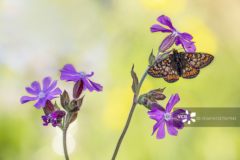 多塞特地区的 Marsh Fritillary 蝴蝶，英格兰图片素材