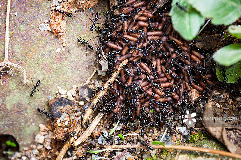 蚂蚁军团图片素材