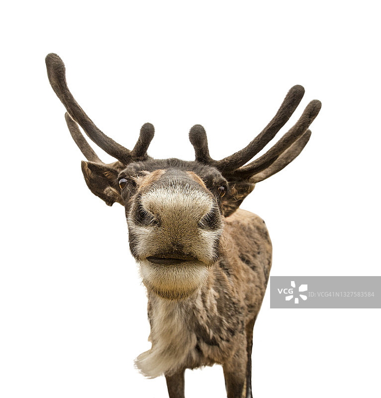 驯鹿图片素材