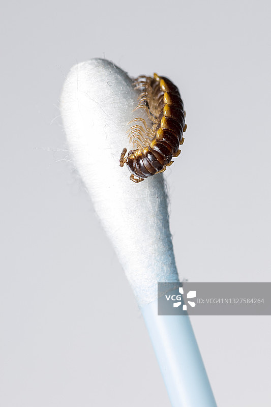 黄色斑点马陆图片素材