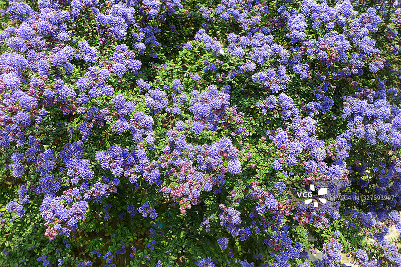 春天开花的鼠李科灌木图片素材
