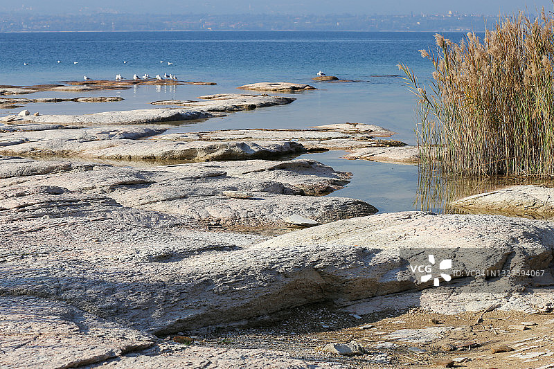 加尔达湖低潮时耐受野芦苇的海岸风光图片素材