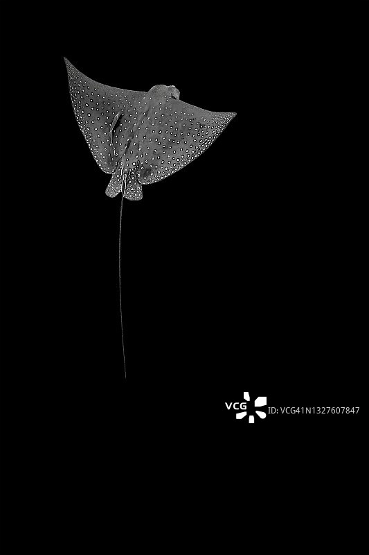 黑色背景上的斑点鹰魟图片素材