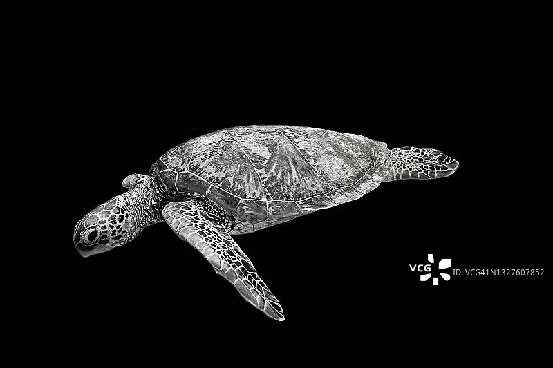 黑色背景上的绿海龟图片素材