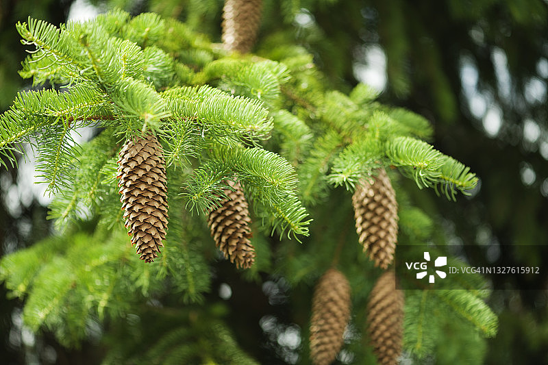松树上的松果图片素材