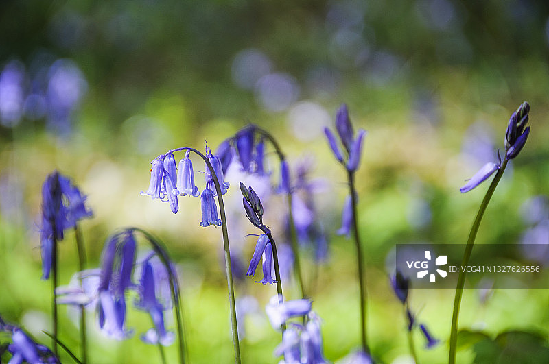 英国林地里的蓝色风铃草图片素材