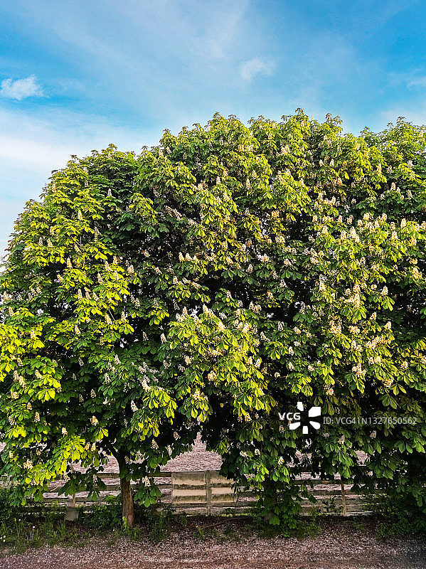春天盛开的欧洲七叶树图片素材