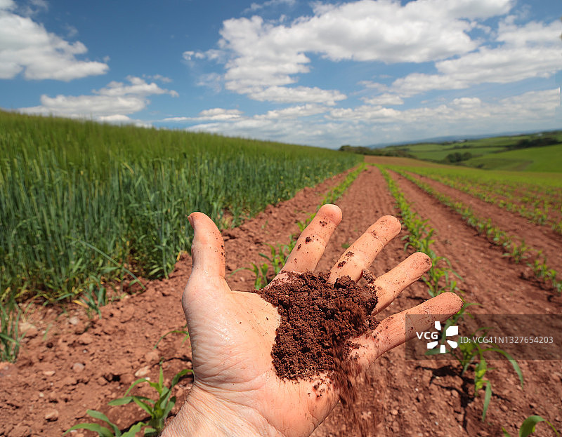 手中的沃土，玉米田的希望图片素材