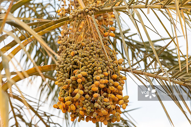 棕榈树上生长的枣图片素材