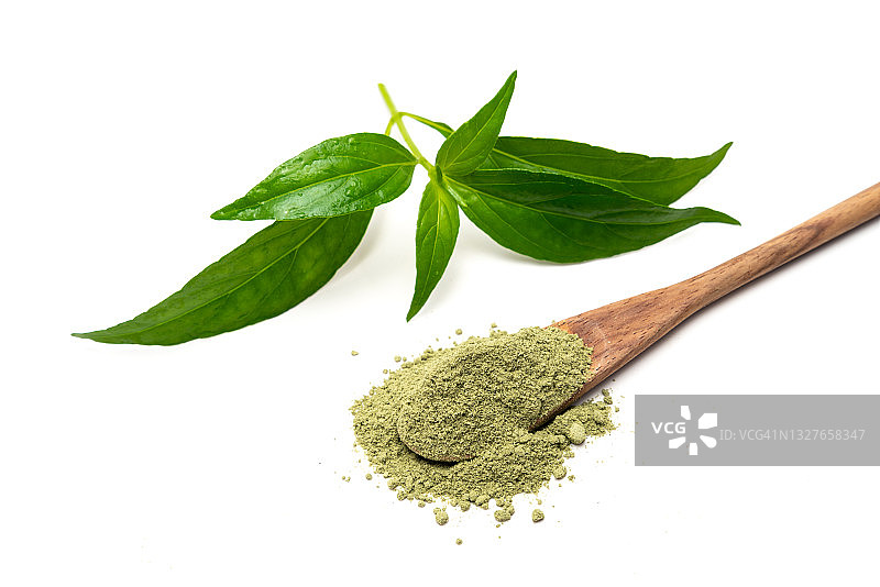 穿心莲粉、新鲜穿心莲草本植物，泰国草药，缓解喉咙痛，预防冠状病毒或COVID-19，白色背景图片素材