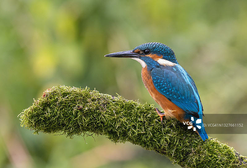 年轻的普通翠鸟图片素材