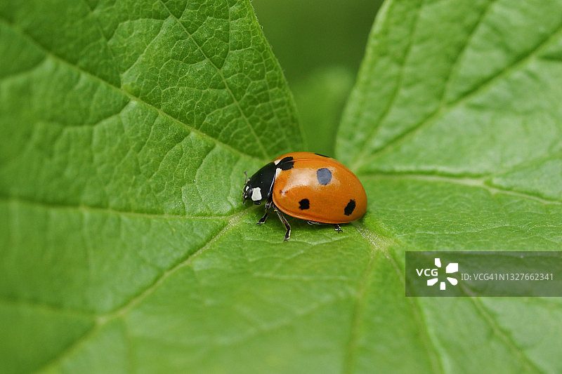七星瓢虫停留在叶子上图片素材