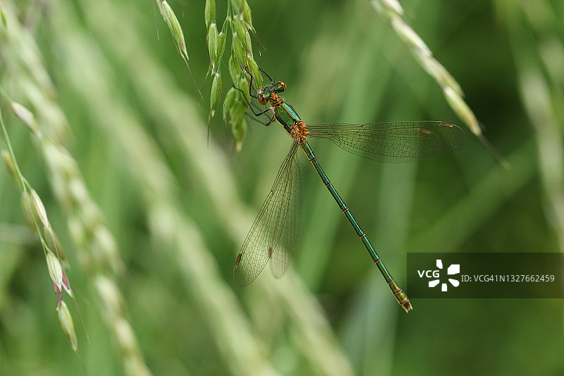 栖息在草籽上的翠蟌图片素材