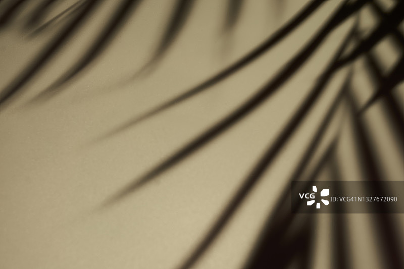 蕨类植物阴影的明亮抽象背景图片素材