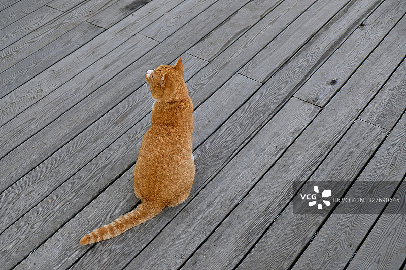 流浪猫坐在木制码头上，等待主人图片素材