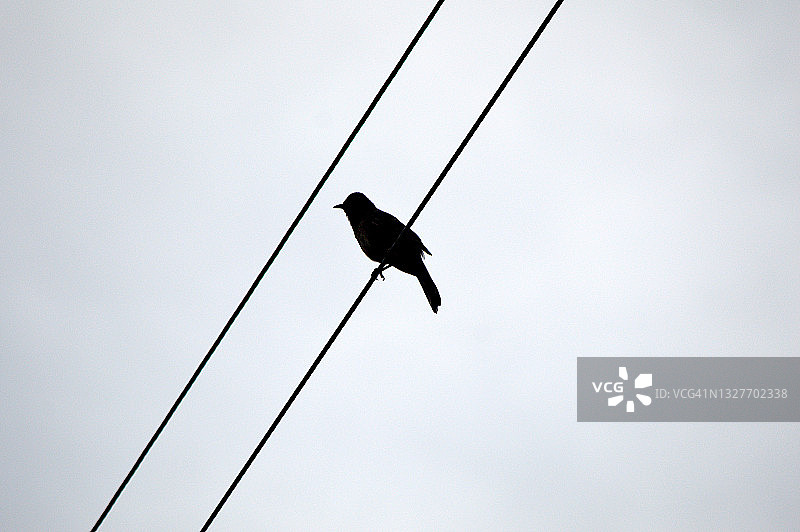 栖息在电线上的鸟图片素材