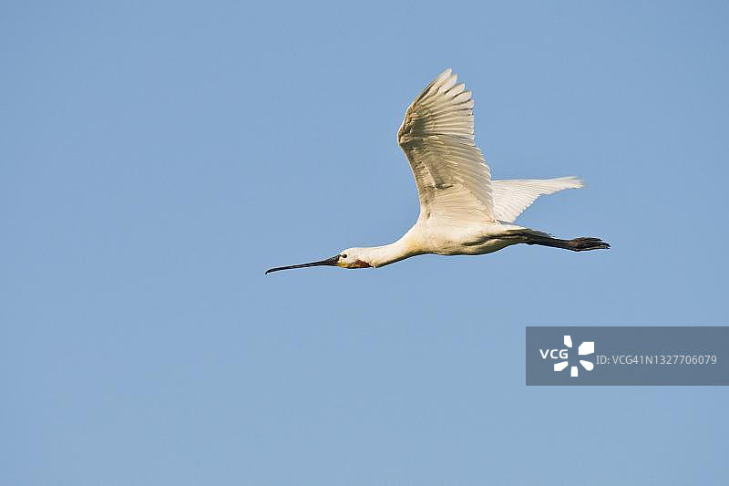 飞翔的琵鹭，德国下萨克森州图片素材