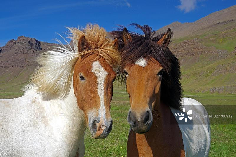 冰岛马看着镜头，斯奈山半岛，冰岛图片素材