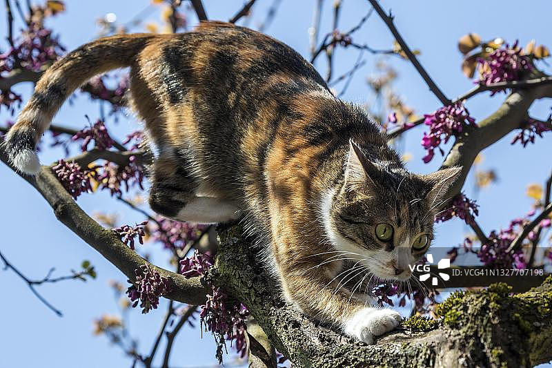 猫攀爬紫荆树（德国巴登-符腾堡州）图片素材