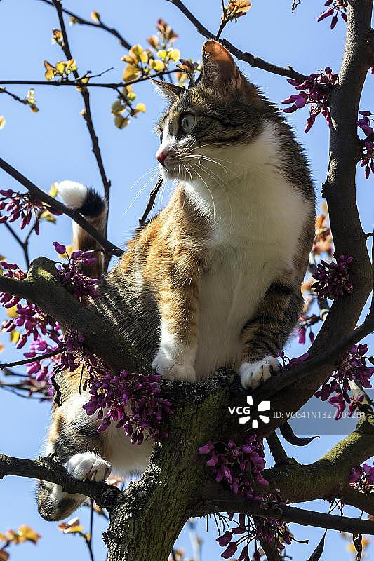 猫攀爬紫荆树（德国巴登-符腾堡州）图片素材