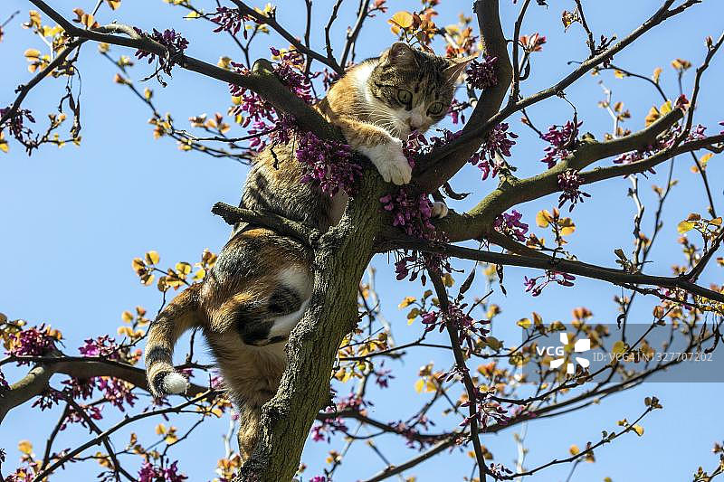 猫攀爬紫荆树（德国巴登-符腾堡州）图片素材