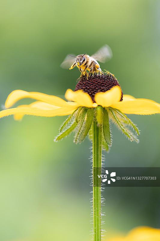 中华蜜蜂（Apis mellifera）在德国汉堡黄色松果菊上图片素材