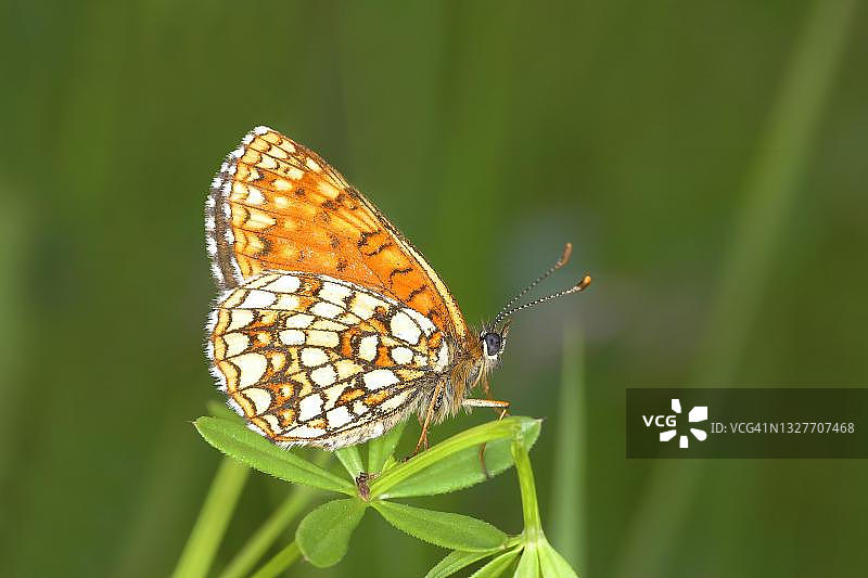假石草蛱蝶，蝴蝶腹面，德国北莱茵-威斯特法伦州图片素材