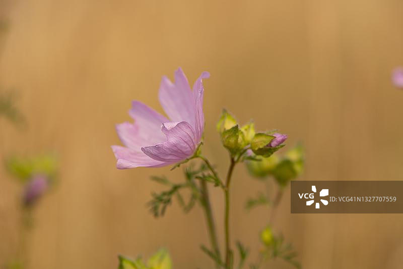 锦葵，德国勃兰登堡州普里格尼茨图片素材