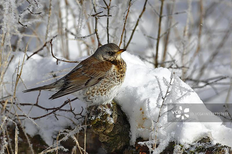 冬季白喉鸫栖息于树枝上，位于德国萨克森-安哈尔特州图片素材