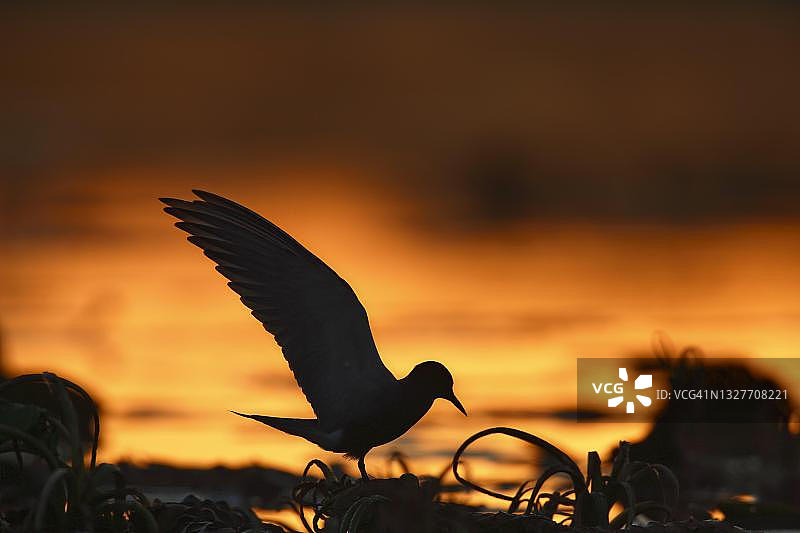 黑海燕（黑浮鸥）在逆光中降落在巢穴中，中部易北河生物圈保护区，维滕贝格区，萨克森-安哈尔特州，德国图片素材