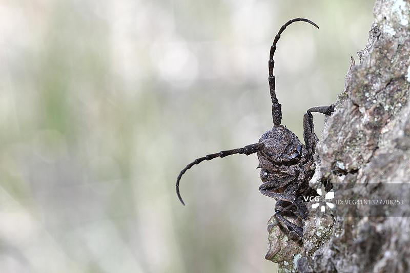 织布天牛，佩内河谷自然公园，德国梅克伦堡-前波莫瑞州图片素材